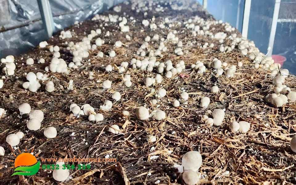 Cach hai nam Rom dung ky thuat, nang suat, chat luong cao.