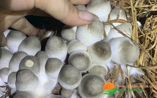 Trong nam Rom de khong? Ai nen trong nam Rom khoi nghiep lam giau?