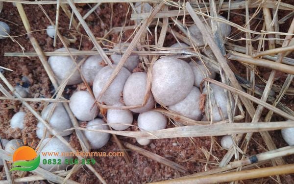 6 sai lam khi trong nam Rom cua nguoi moi khoi nghiep.
