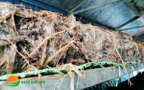6 sai lam khi trong nam Rom cua nguoi moi khoi nghiep.