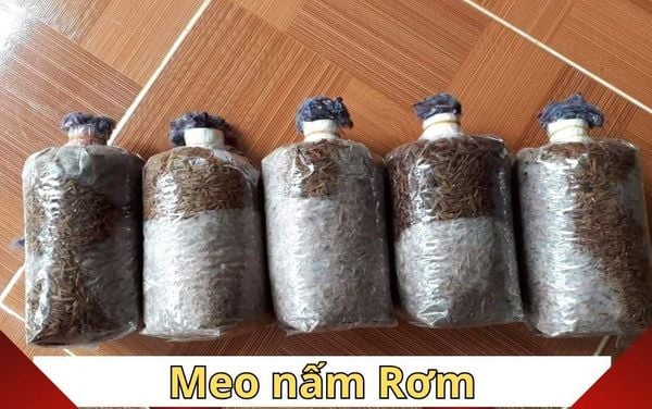 Ky thuat chon meo giong nam Rom chat luong, nang suat cao.