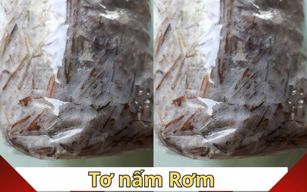 Ky thuat chon meo giong nam Rom chat luong, nang suat cao.