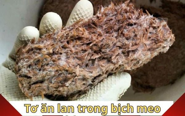 Ky thuat chon meo giong nam Rom chat luong, nang suat cao.
