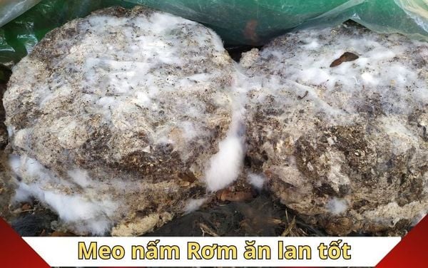 Ky thuat chon meo giong nam Rom chat luong, nang suat cao.