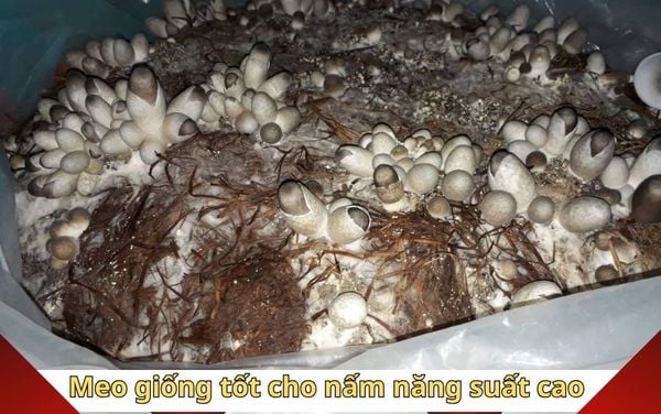 Ky thuat chon meo giong nam Rom chat luong, nang suat cao.