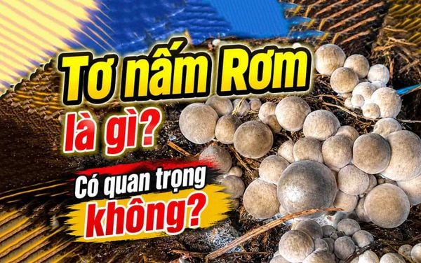 He to nam Rom la gi? Vai tro cua he to nam khi trong nam Rom.