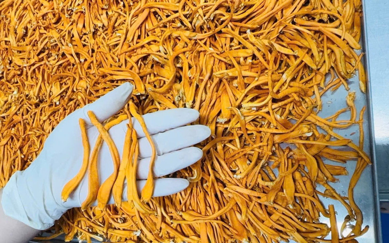 nam Dong trung ha thao say thang hoa la gi?