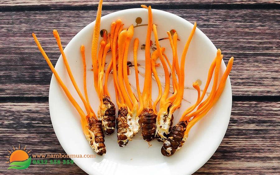 nam Dong trung ha thao say thang hoa la gi?