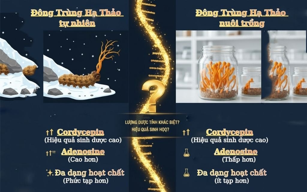 Dong trung ha thao tu nhien va nuoi trong, Nam Bon Mua.