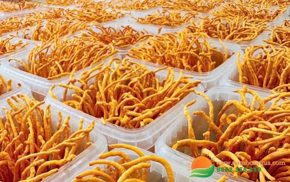Nấm Đông trùng hạ thảo nuoi co chat sinh khối.