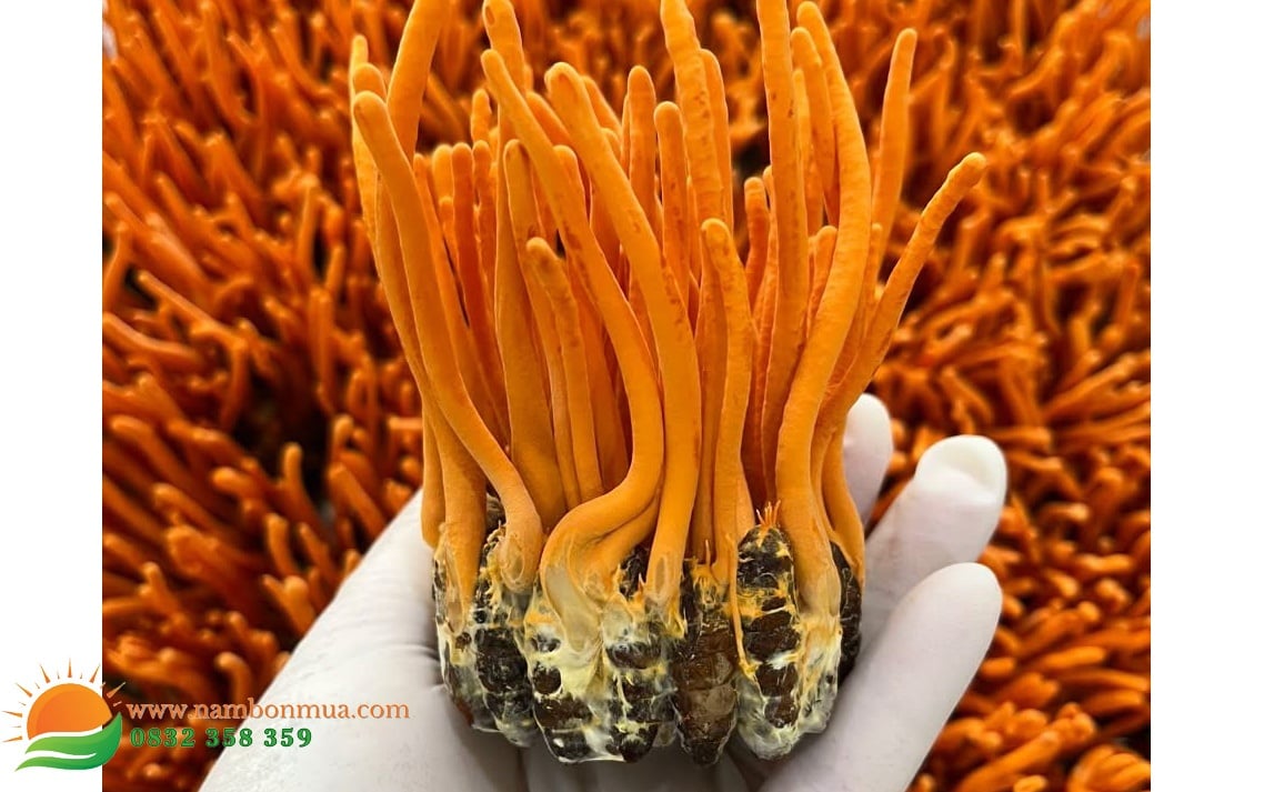 Nấm Đông trùng hạ thảo ký chủ nhộng