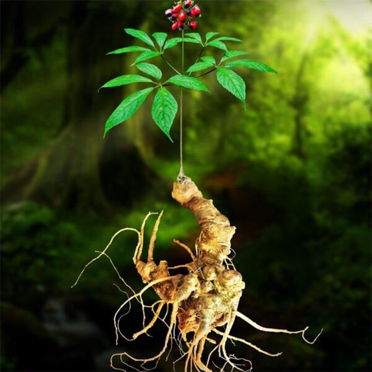 Củ sâm dáng thon dài, thân rễ nhiều đốt phát triển theo năm