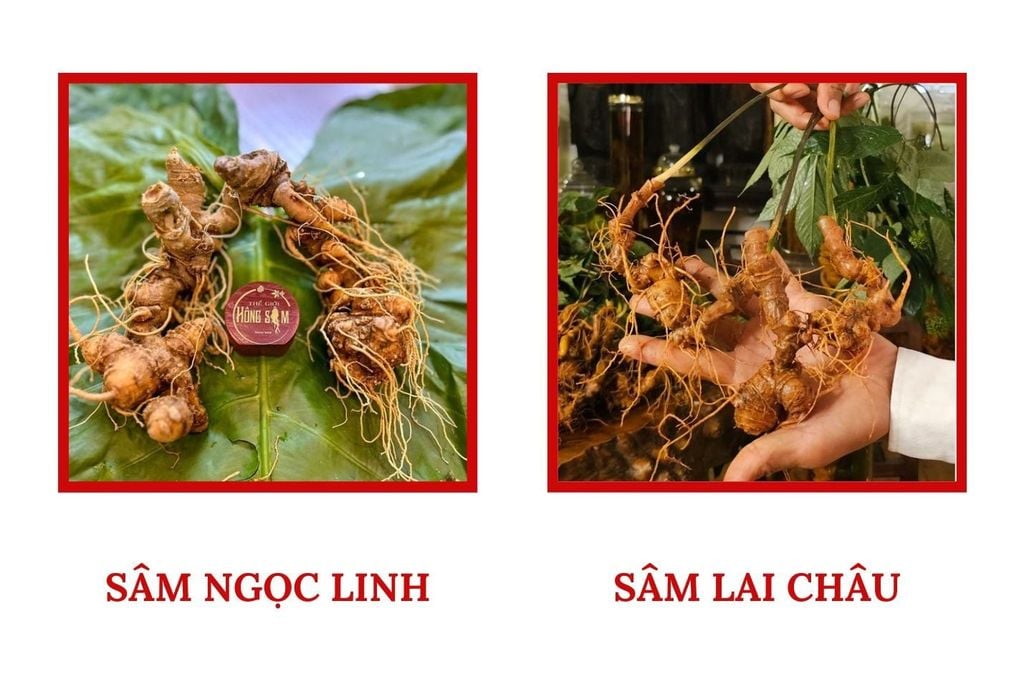 Sâm Lai Châu và Ngọc Linh có hình dáng khá tương đồng
