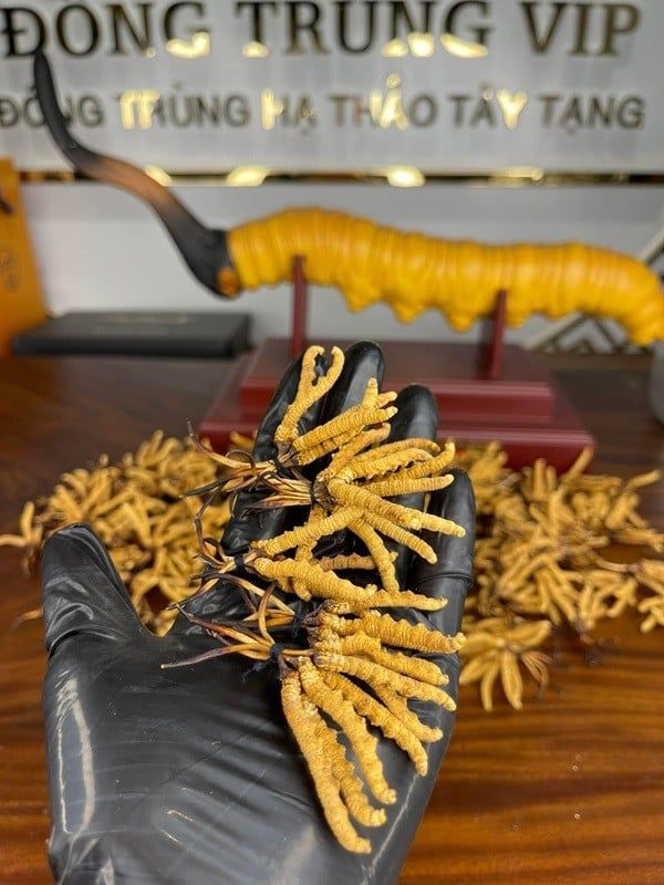 Con Đông Trùng Hạ Thảo Tây Tạng