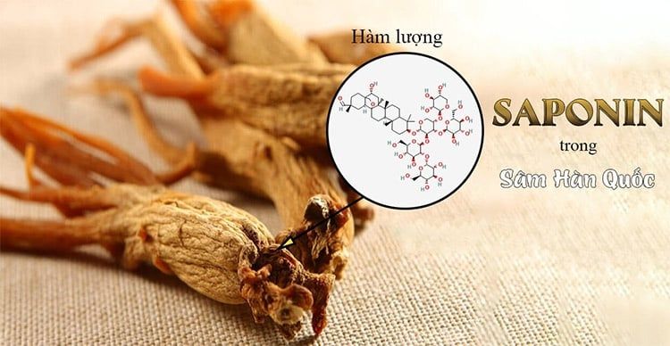 Hàm lượng Saponin quyết định chất lượng của nước sâm Hàn Quốc