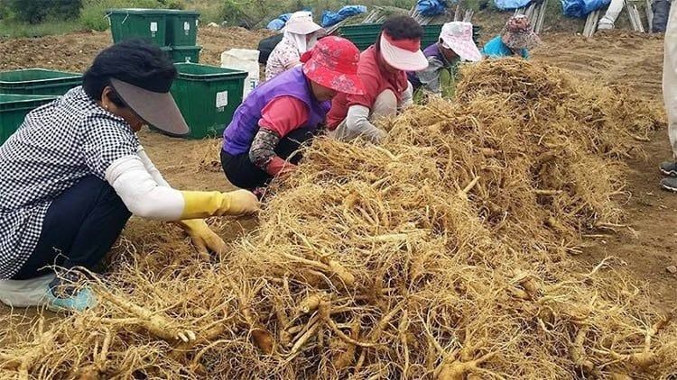 Điều kiện tự nhiên lý tưởng tạo nên chất lượng Hồng Sâm Pocheon