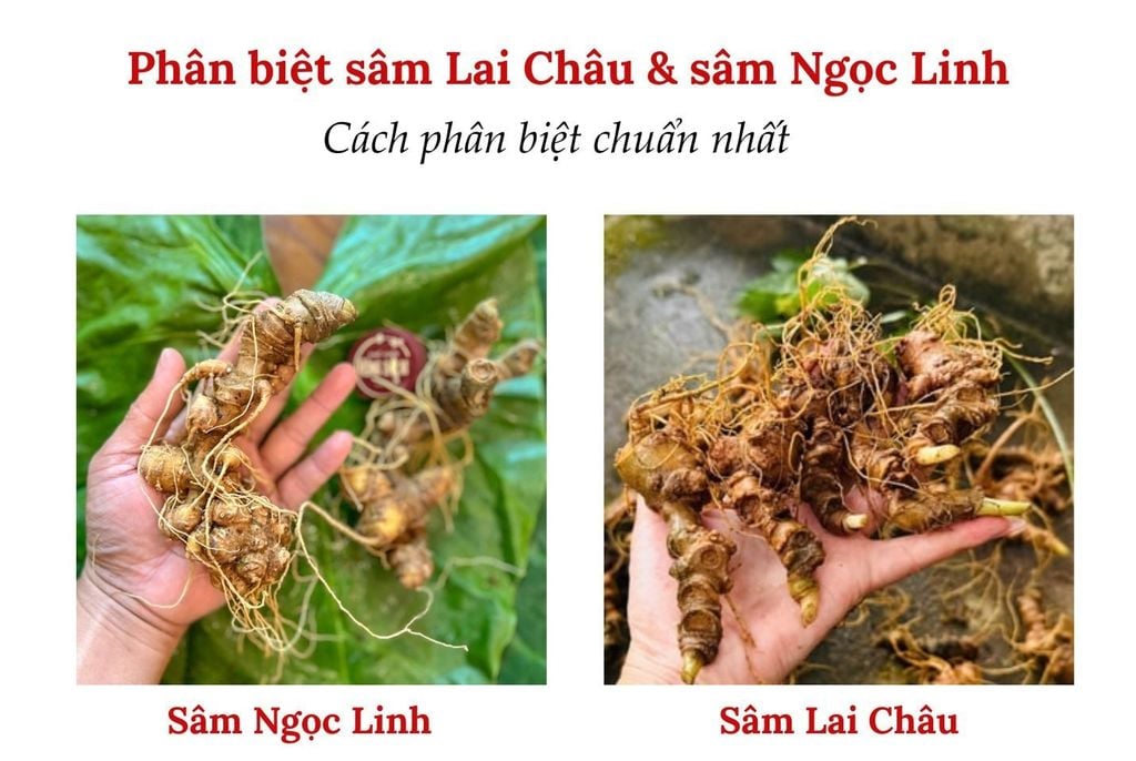 Đặc điểm giúp phân biệt sâm Lai Châu với sâm Ngọc Linh