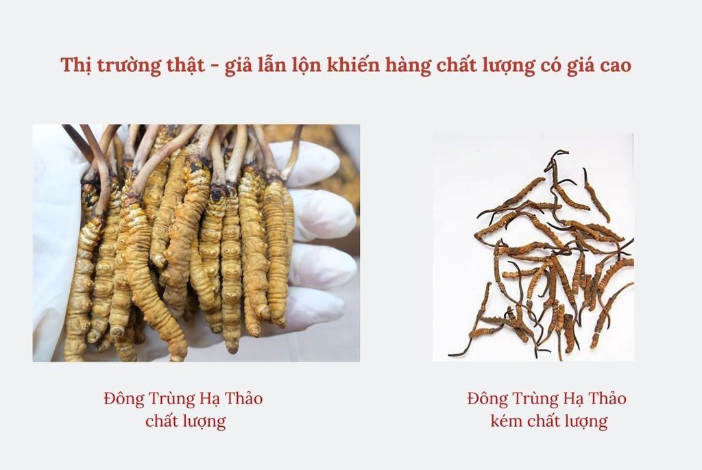 Cảnh báo Đông Trùng Hạ Thảo giả nhái trên thị trường