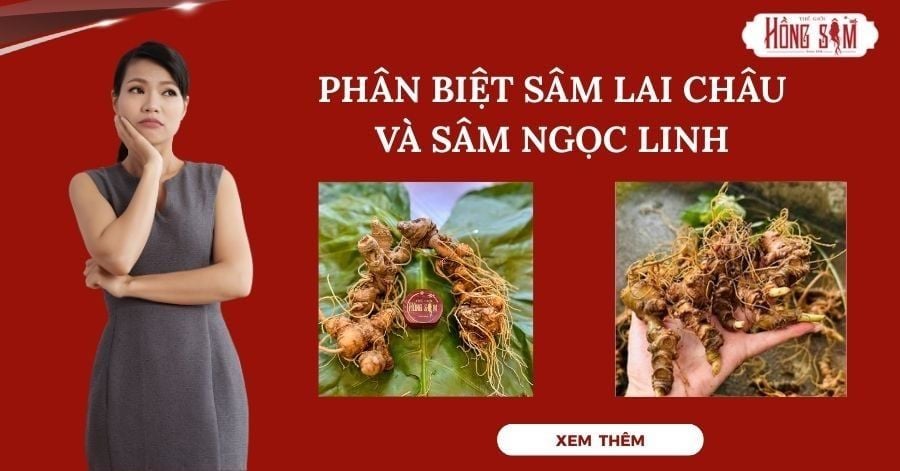 Phân biệt sâm Ngọc Linh và sâm Lai Châu chuẩn xác.