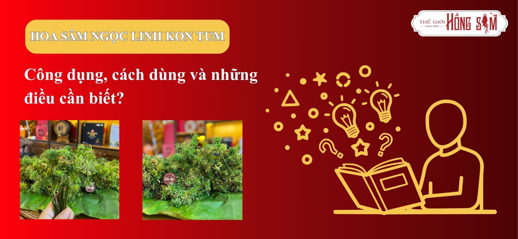 Hoa Sâm Ngọc LInh Kon Tum