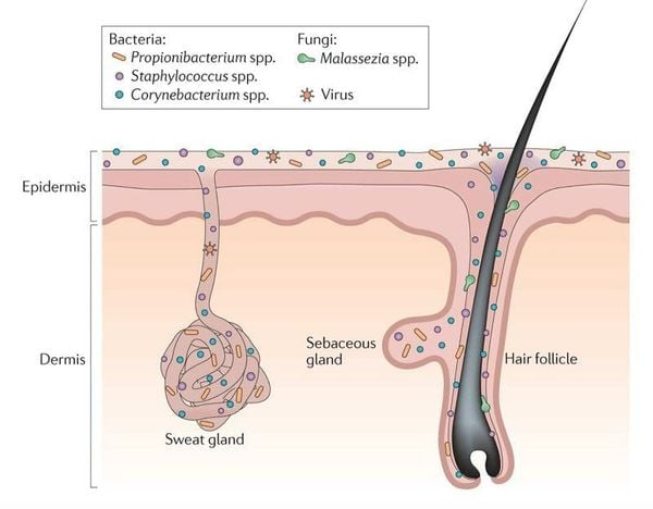 Cơ chế dưỡng da mạnh mẽ của postbiotics