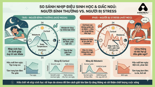 so sanh nhip dieu sinh hoc nguoi mat ngu