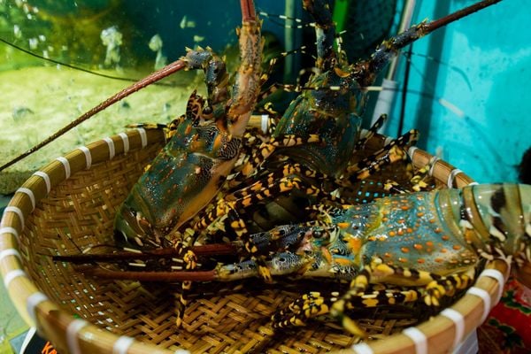 Nhà hàng Đại Việt - đa dạng hải sản tươi sống