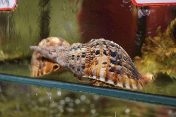 Live Atlantic Triton's Trumpet Snail in a seafood tank at the restaurant.