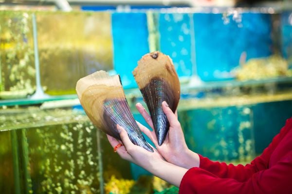 Seafood tank located right within the restaurant premises