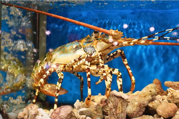 Live seafood tank at Lua Dai Viet restaurant