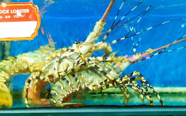 Món ăn được chế biến từ hải sản tươi sống tại nhà hàng Đại Việt