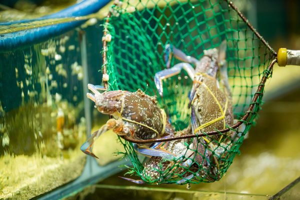 Dai Viet Restaurant - a wide variety of fresh seafood