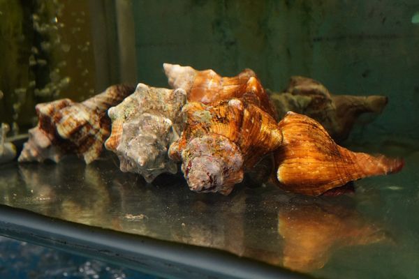 Customers can choose seafood from the restaurant's tanks