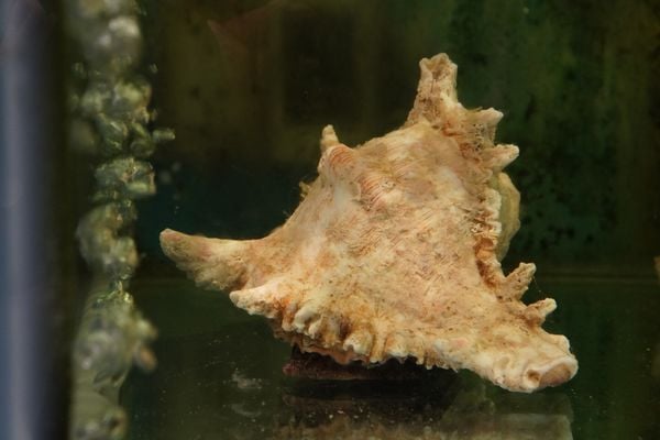 Fresh seafood available at Sen Dai Viet