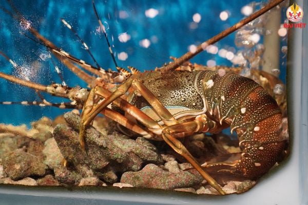 Khách hàng mong muốn được nhìn thấy hải sản tươi sống tận mắt, quy trình chế biến rõ ràng