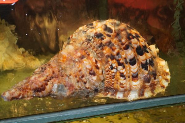 Hồ hải sản tươi sống trong khuôn viên Nông Thôn Đại Việt