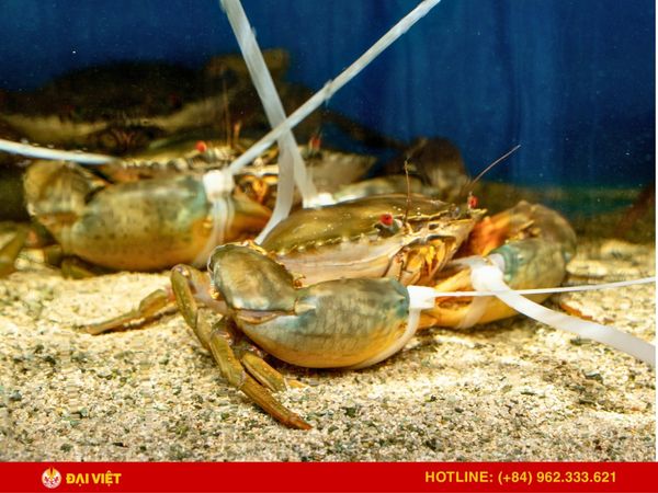 Ăn khuya Bùi Viện là lựa chọn hoàn hảo cho buổi chơi đêm