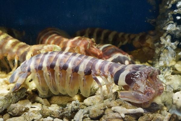 Hải sản trong hồ phải khỏe mạnh