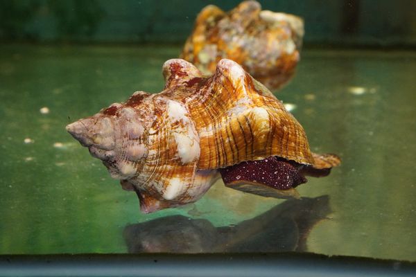 Hải sản tươi sống tại nhà hàng