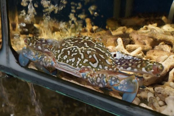 Hải sản tươi sống trong hồ kính