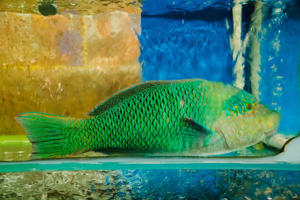 Khách hàng có thể tha hồ chọn hải sản trong khuôn viên nhà hàng