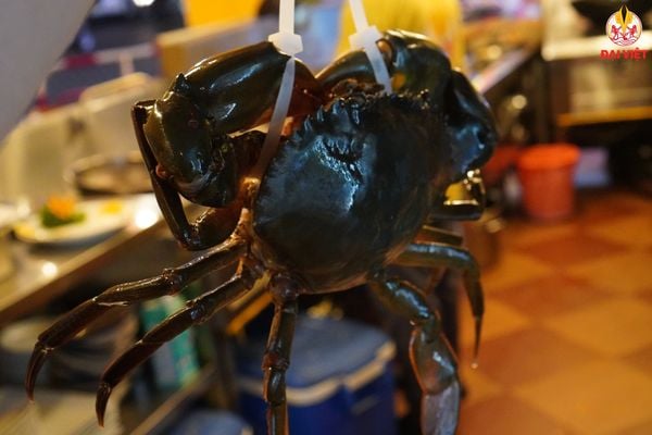 Hải sản tươi sống luôn là lựa chọn được nhiều thực khách ưu tiên khi đến với Sài Gòn