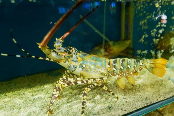 Hồ hải sản vô cùng chất lượng tại nhà hàng