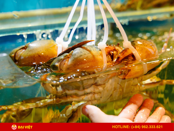 The professional seafood preservation model at Dai Viet restaurant
