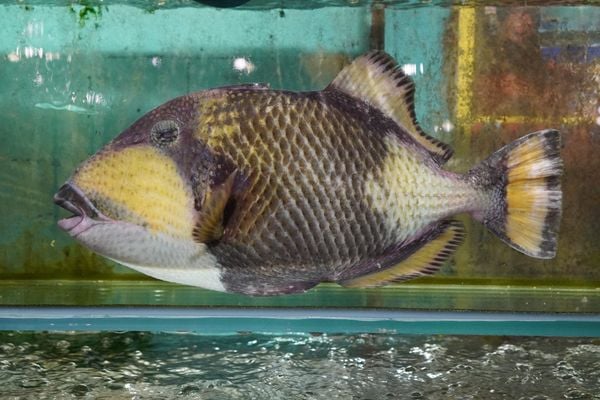 Live seafood at the restaurant