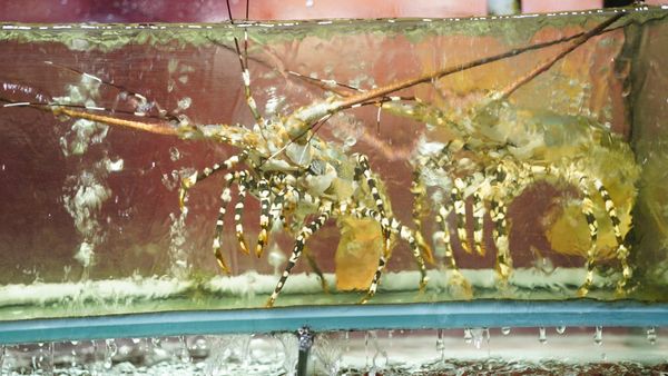 Live seafood in a glass tank.