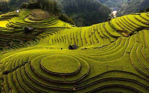 Đồi Mâm Xôi tại Mù Cang Chải (nguồn: sưu tầm)