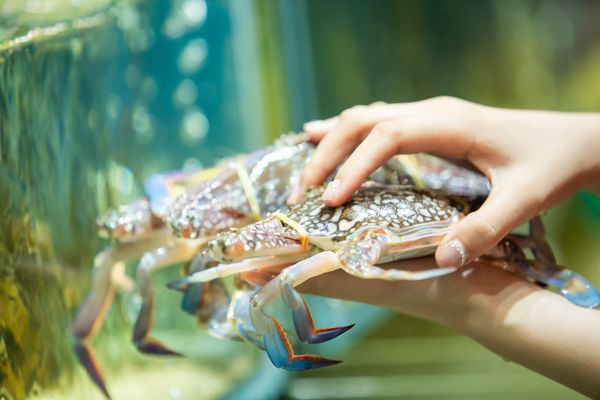 Quý khách nên chọn nhà hàng có hải sản tươi sống - có thể quan sát tận mắt được