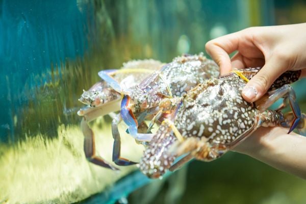 Ghẹ xanh tươi sống trong hồ hải sản nhà hàng Đại Việt