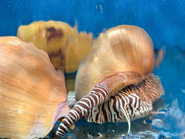 Live Seafood at Gio Bien Dai Viet